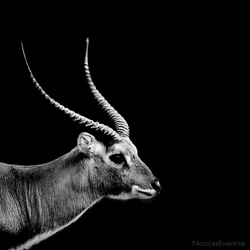 031-black-white-animal-photography