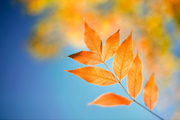 Windows-8-free-wallpaper-leaf
